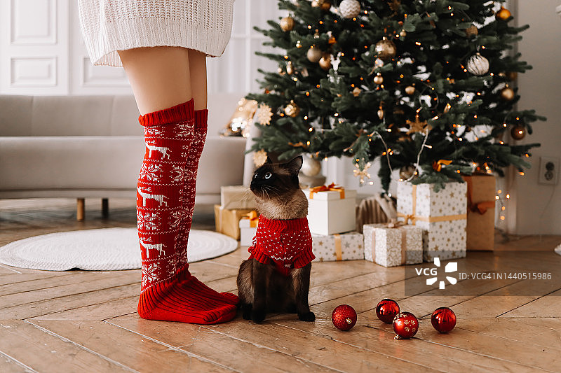 12月，舒适的房间里，暹罗猫穿着圣诞服装依偎着穿红色袜子的主人的脚，靠近装饰好的圣诞树图片素材