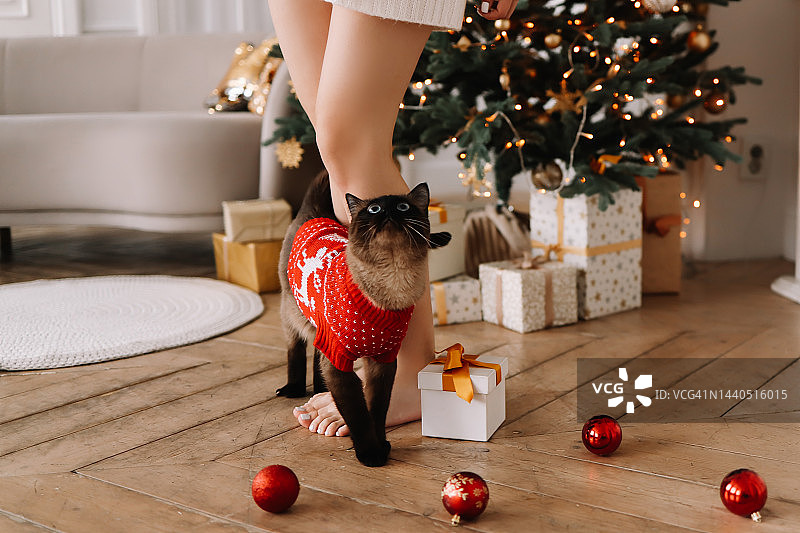 12月，舒适的房间里，暹罗猫穿着圣诞服装依偎着穿红色袜子的主人的脚，靠近装饰好的圣诞树图片素材