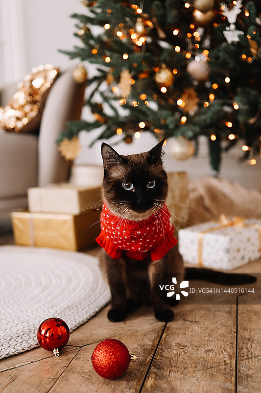 暹罗家猫穿着针织衫坐在装饰好的圣诞树下的礼品盒中图片素材