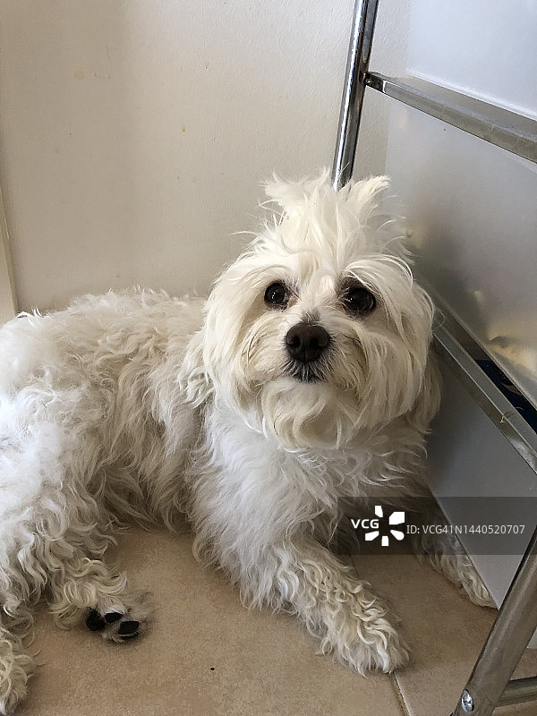 可爱的马尔济斯犬居家看向镜头图片素材