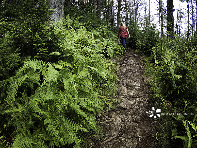 蕨类小径，林迪角，黑水瀑布公园图片素材