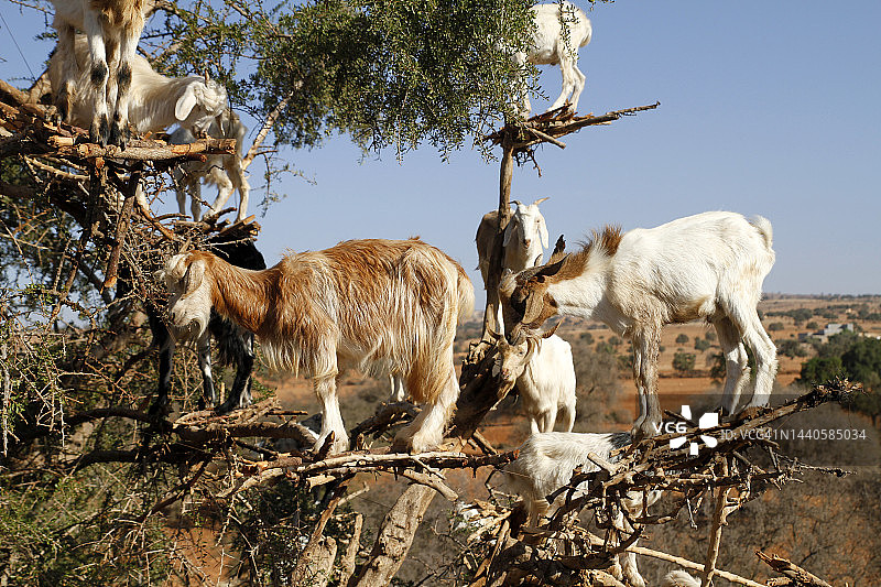 摩洛哥阿甘树上的爬树山羊图片素材