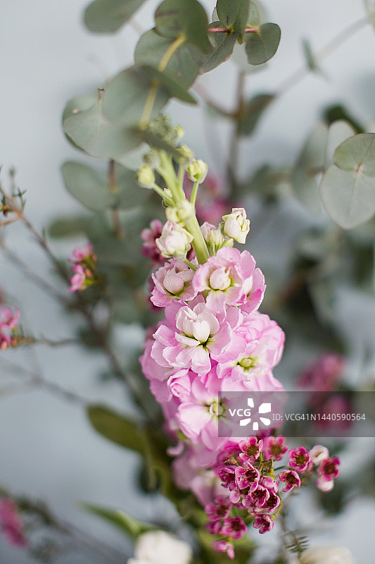 美丽花束：桉树叶与桂竹香图片素材