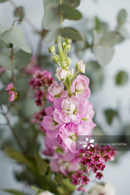 美丽花束：桉树叶与桂竹香图片素材