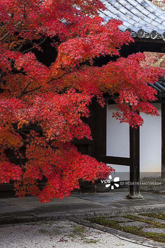 日本京都的秋季红枫图片素材