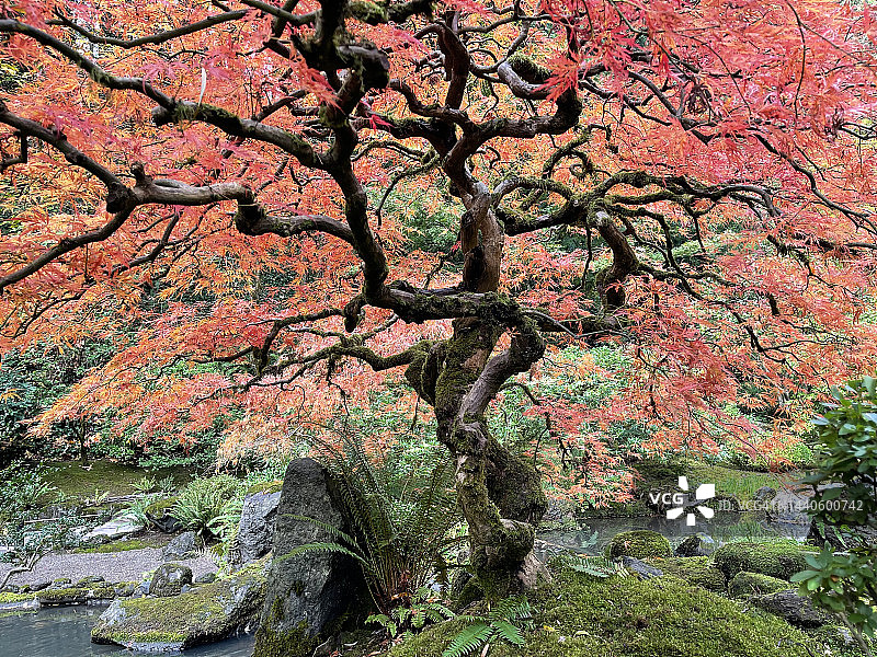 11月俄勒冈州波特兰的日本枫树图片素材