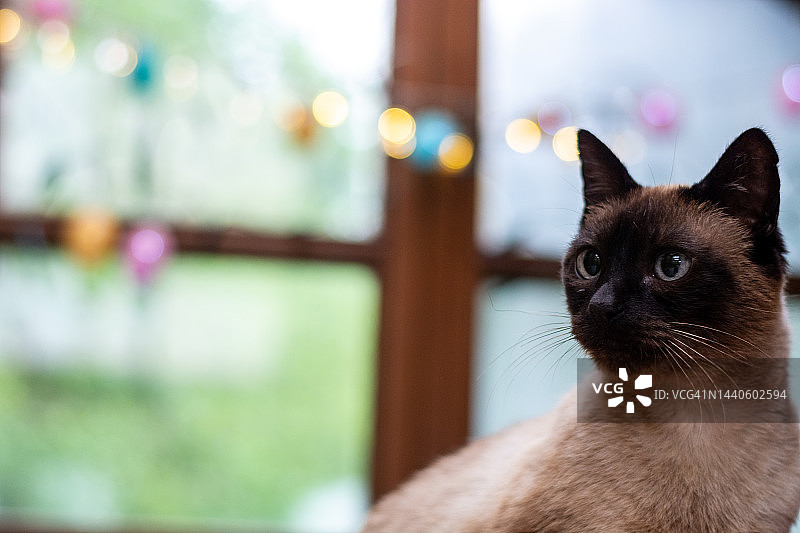 家里的暹罗猫，彩色灯光的背景窗口图片素材