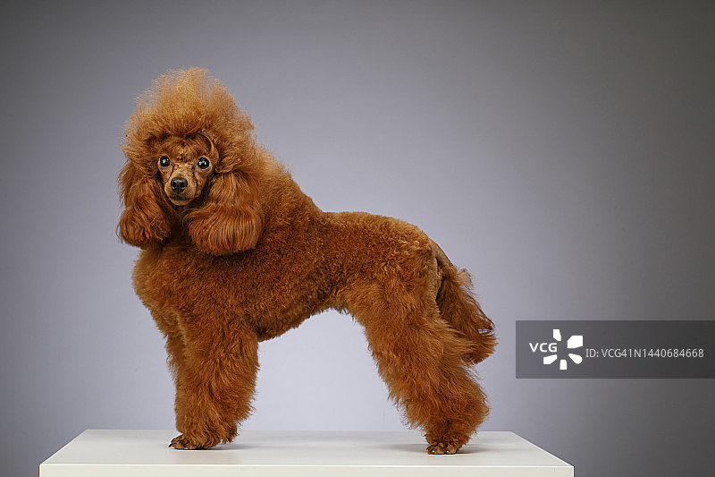 可爱的棕色（杏色）迷你贵宾犬站在灰色背景的白色木桌上图片素材