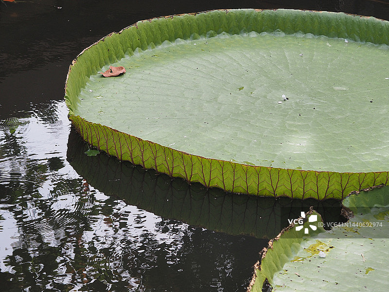 池塘里的维多利亚睡莲绿叶图片素材