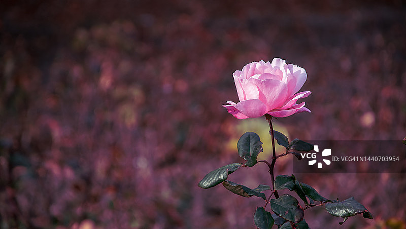 前景中盛开的玫瑰图片素材