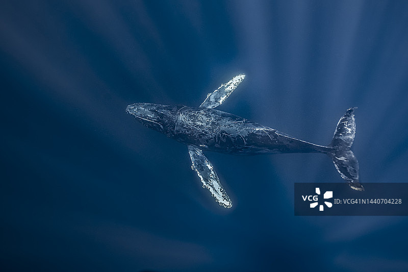 座头鲸图片素材