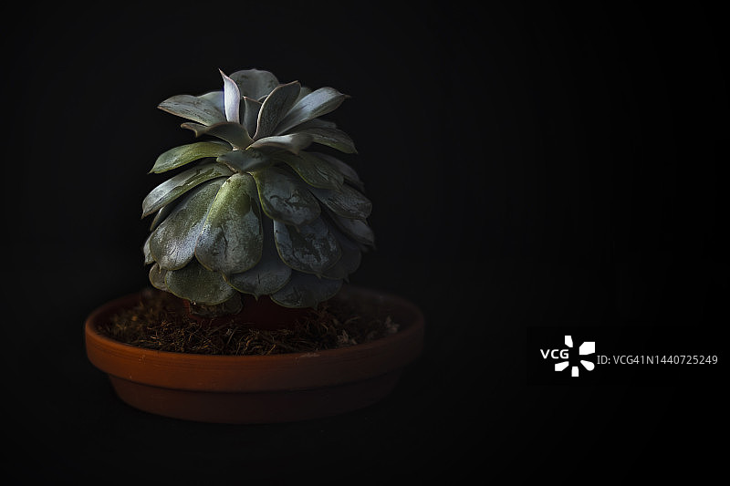 石莲花图片素材