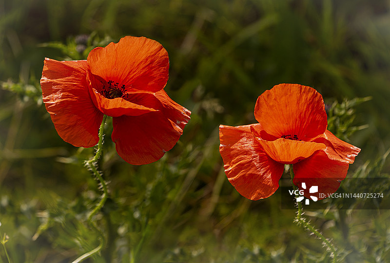 两朵罂粟花图片素材