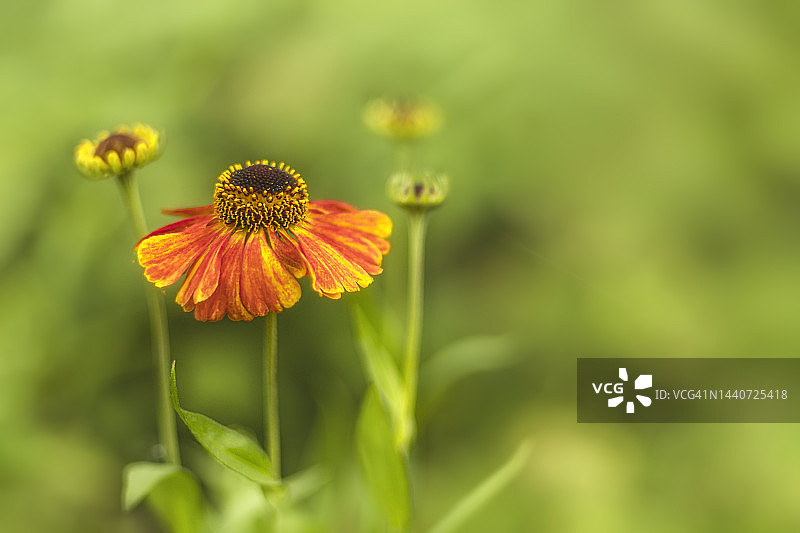 Helenium图片素材