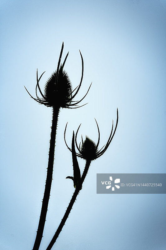 风车草剪影图片素材