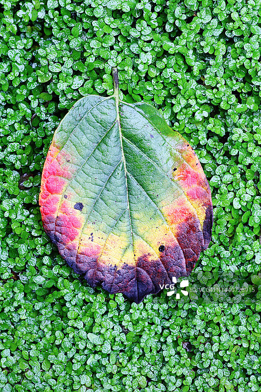 波斯铁木秋叶与苔藓背景图片素材