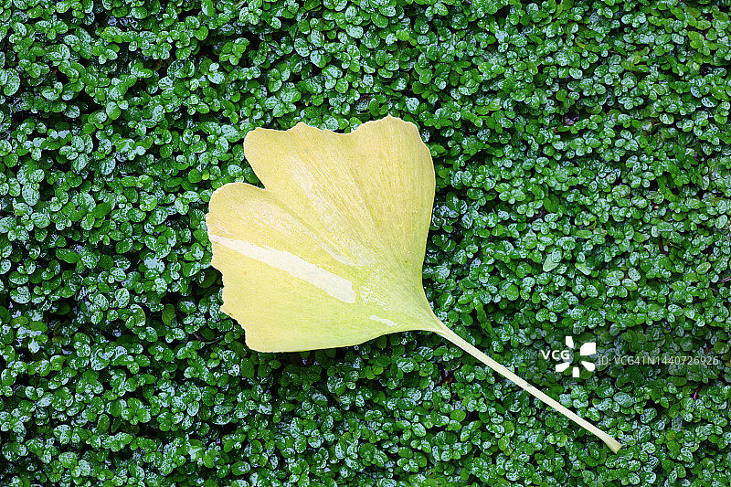 苔藓背景上的银杏秋叶图片素材