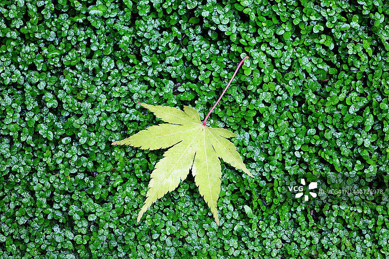 苔藓背景上的日本枫树秋叶图片素材