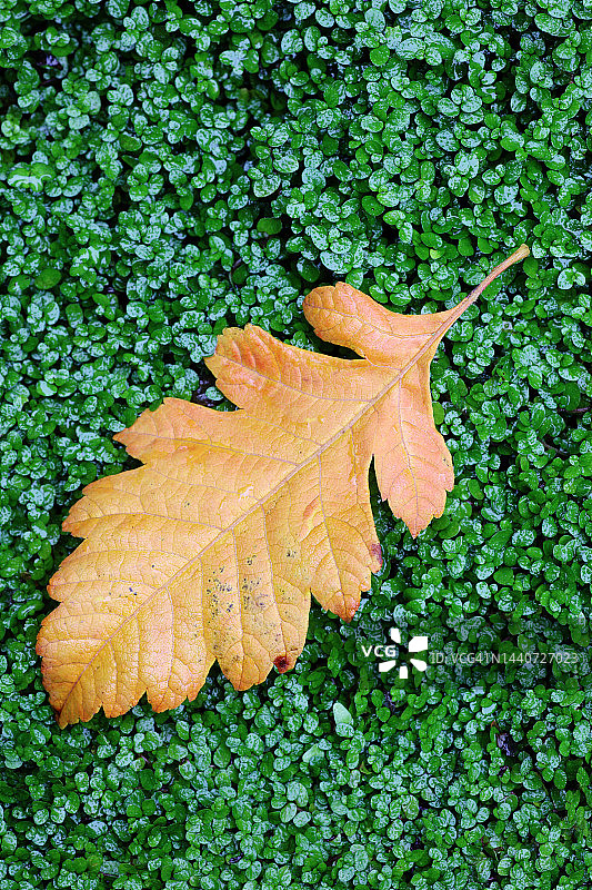 苔藓背景上的栾树秋叶图片素材