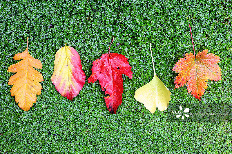 绿色背景上的秋叶图片素材