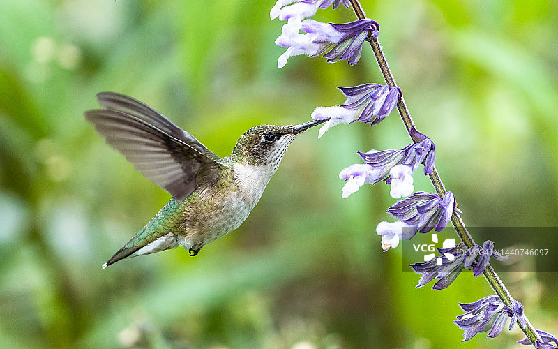 飞行中的红喉蜂鸟图片素材