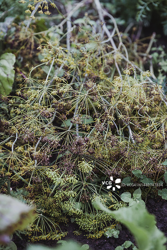 花园里的莳萝种子图片素材