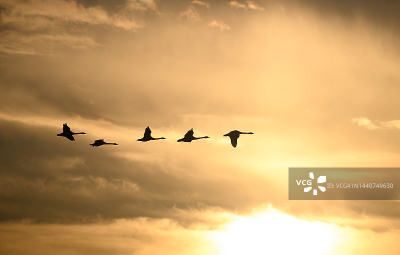 日落时分飞翔的五只大天鹅图片素材