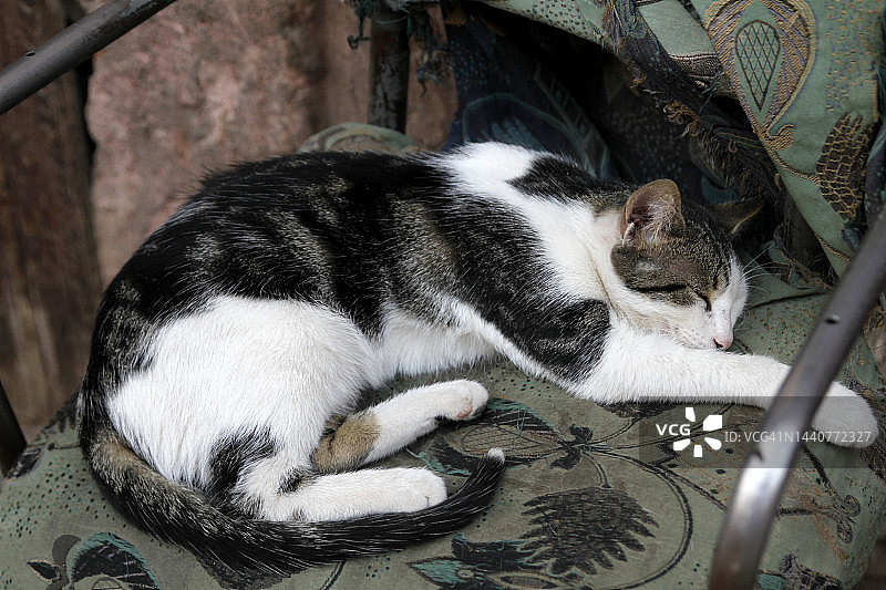 在垫子上睡觉的猫图片素材