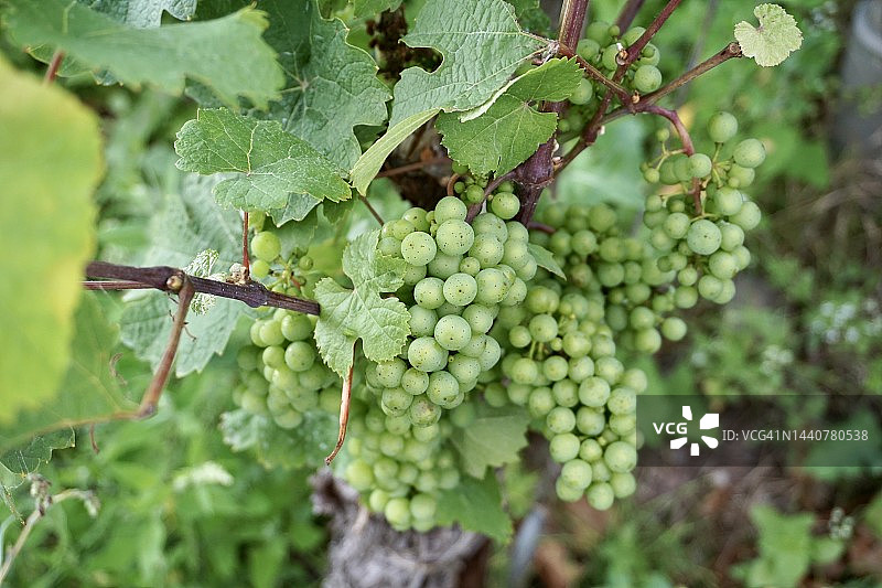树枝上未成熟的绿色葡萄图片素材