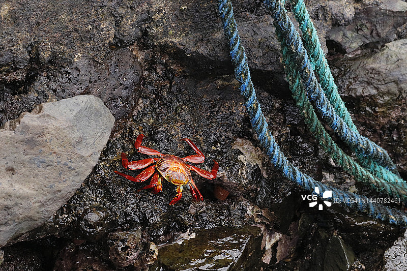 加拉帕戈斯蟹图片素材