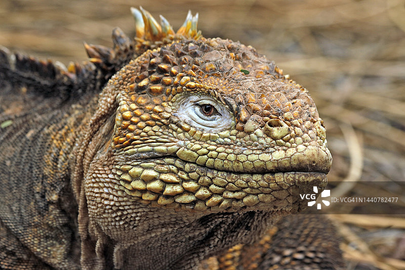 加拉帕戈斯鬣蜥图片素材