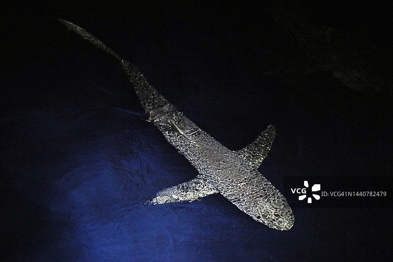 加拉帕戈斯鲨鱼图片素材