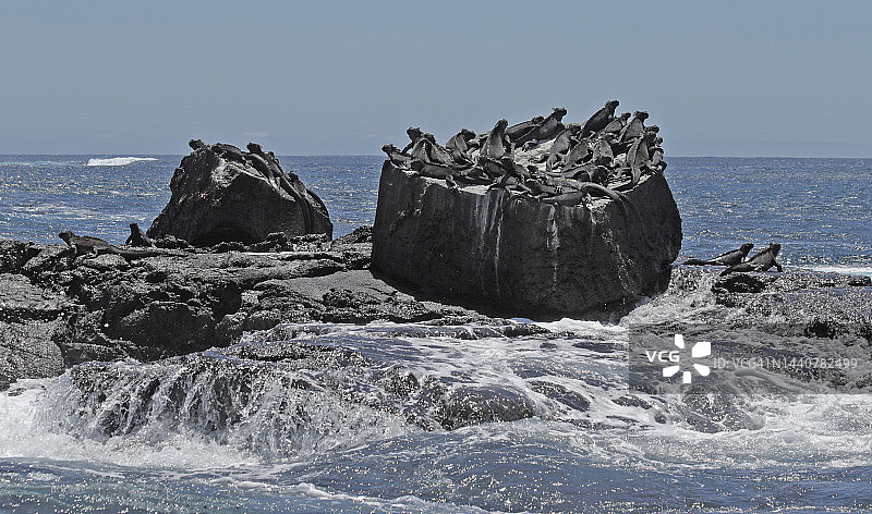 加拉帕戈斯鬣蜥图片素材