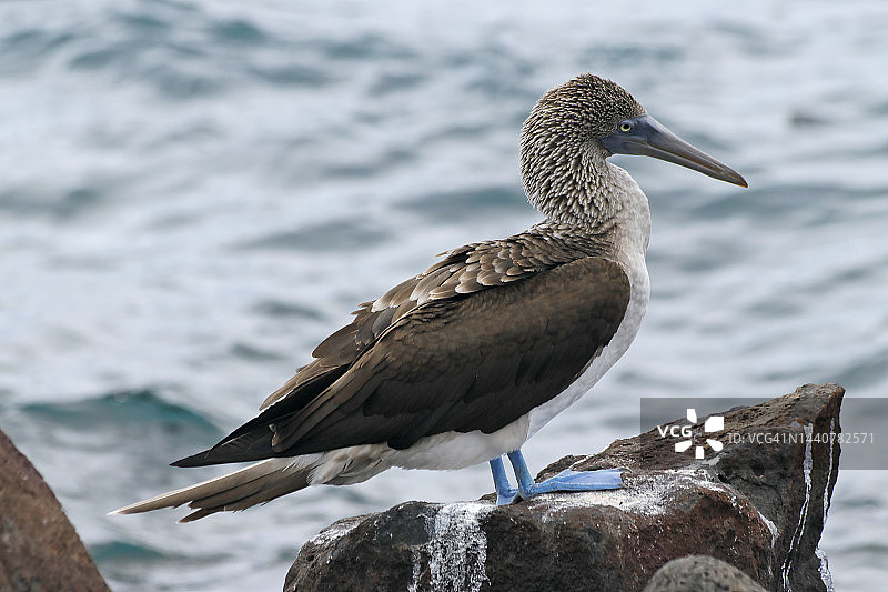 加拉帕戈斯鲣鸟图片素材