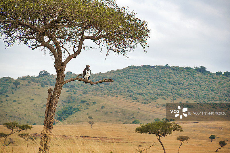 非洲鵟栖息在树枝上图片素材