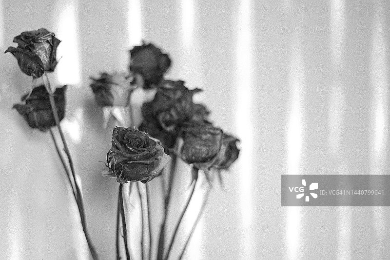 黑白玫瑰图片素材