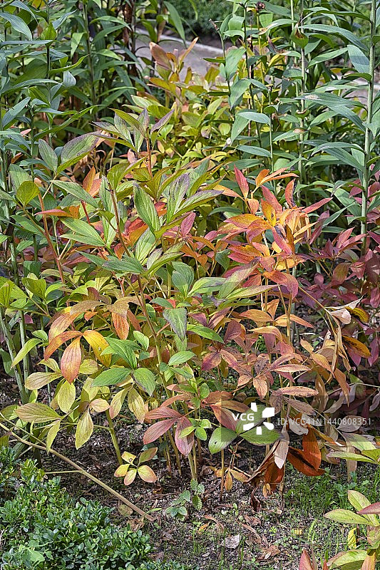 马德里植物园秋季的中国牡丹图片素材