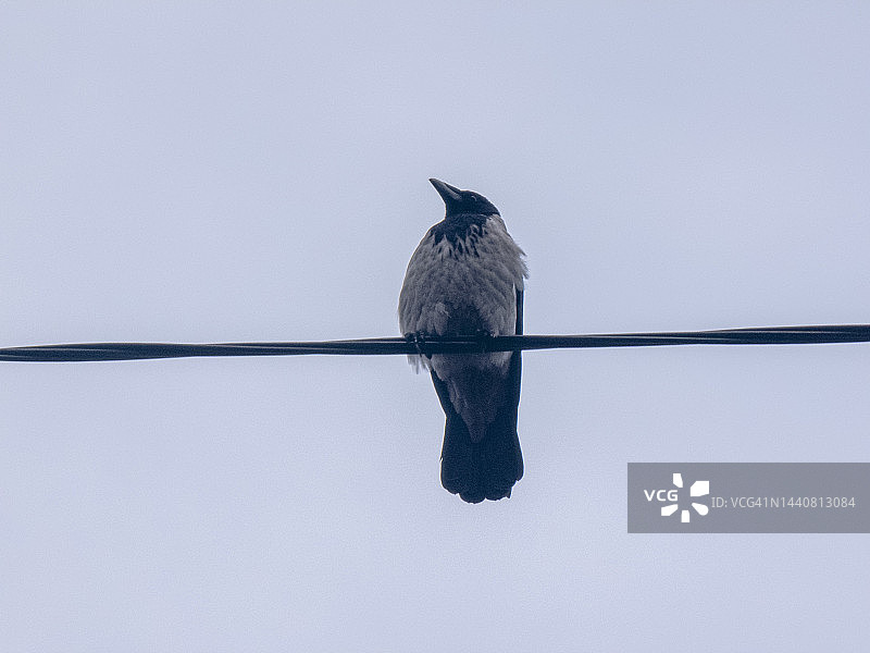 阴天坐在电线上的乌鸦图片素材