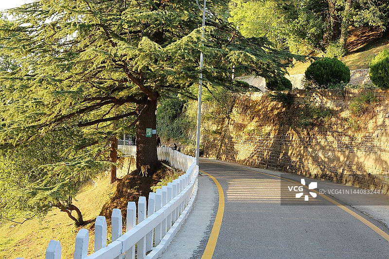 穿过森林的山区公路图片素材