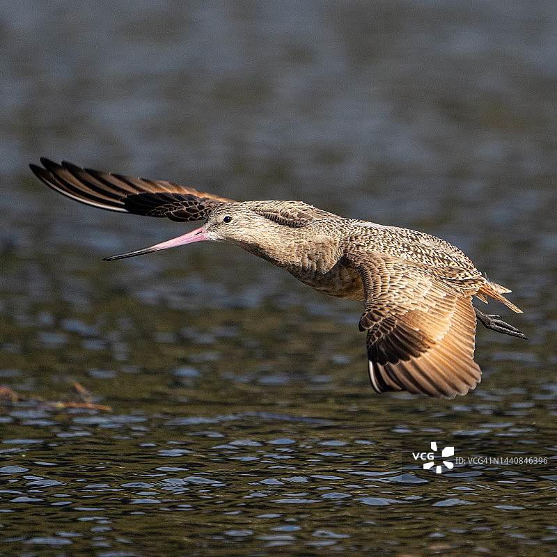 斑塍鹬图片素材