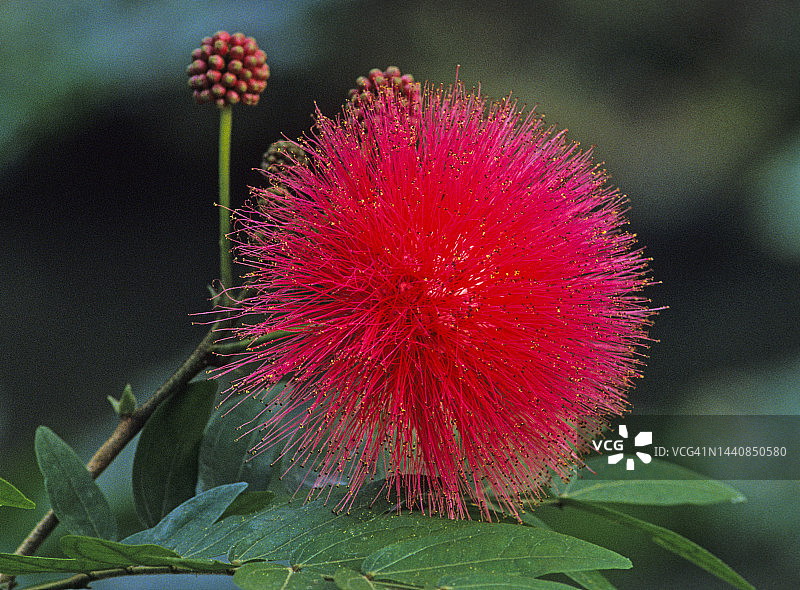 红绒球花图片素材