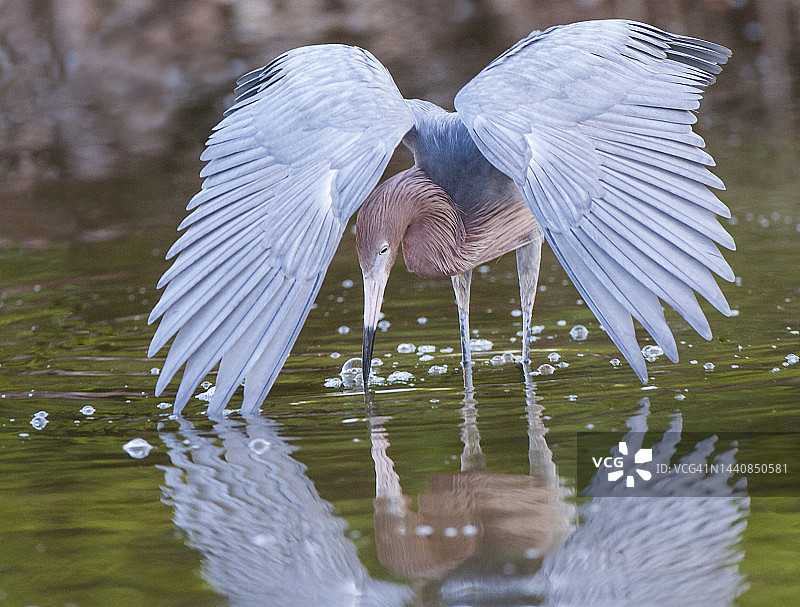 红鹭展示冠层觅食图片素材