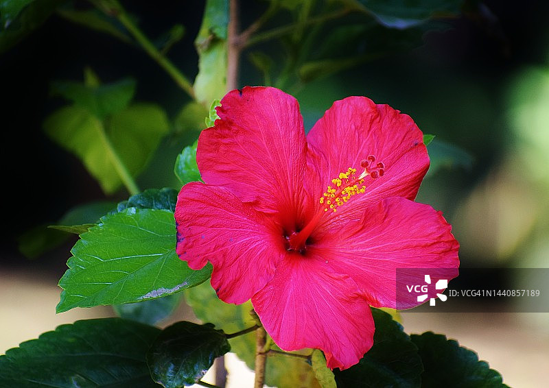 阳光下鲜红美丽的扶桑花特写图片素材