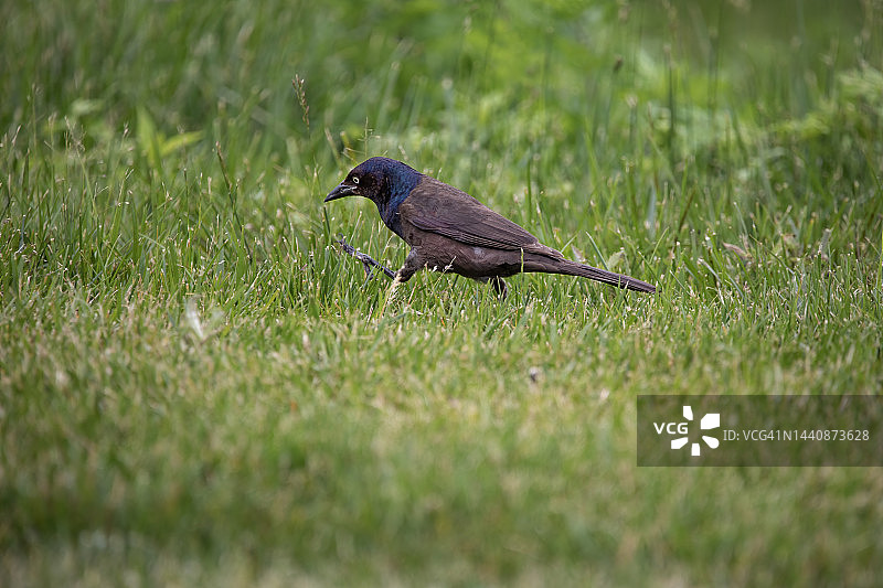 常见的白头翁之类图片素材