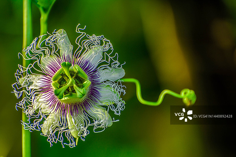 西番莲图片素材