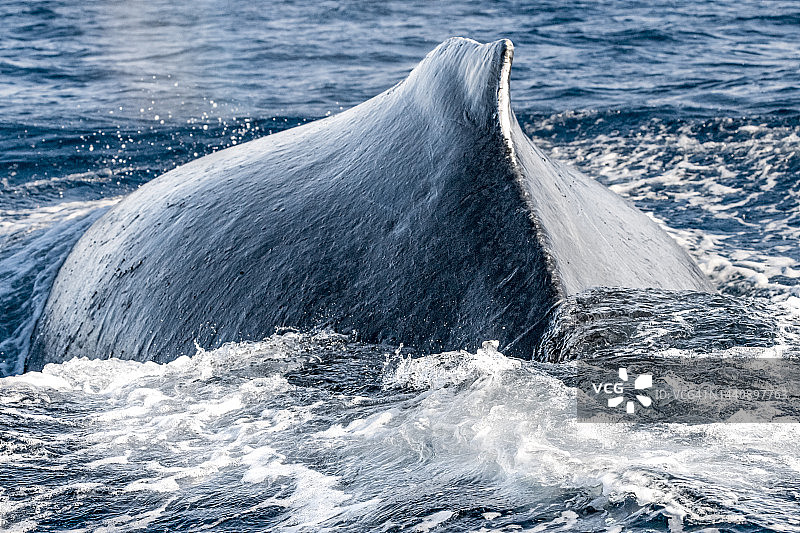 座头鲸图片素材