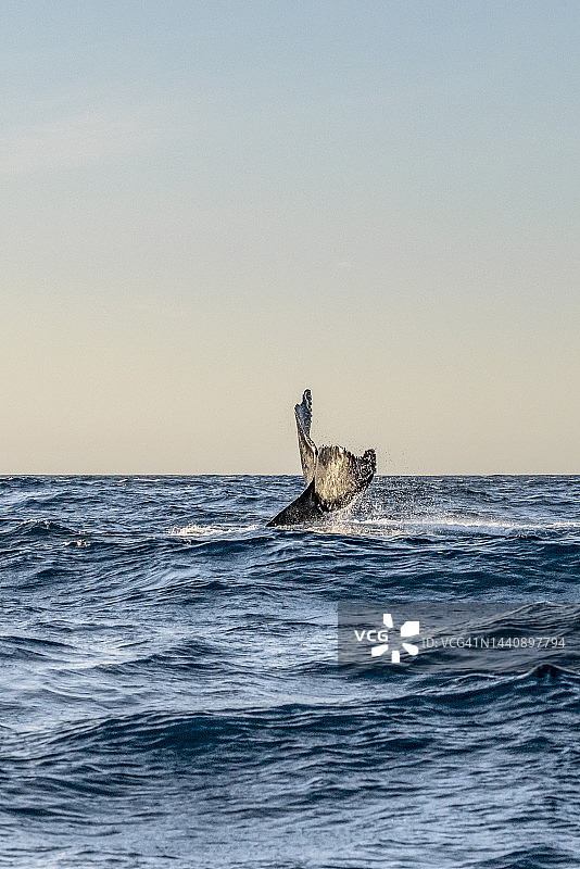 座头鲸图片素材