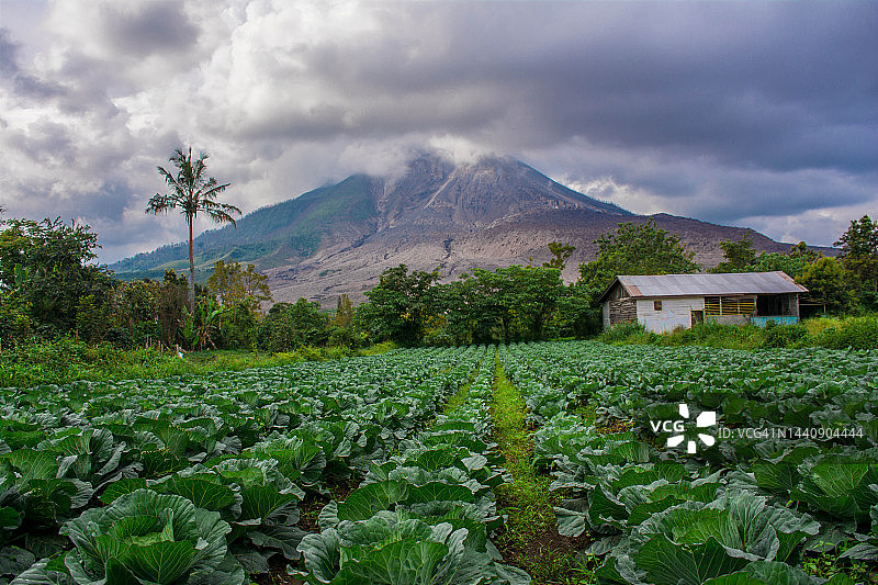 印度尼西亚北苏门答腊卡罗区锡纳朋火山坡上的卷心菜种植图片素材
