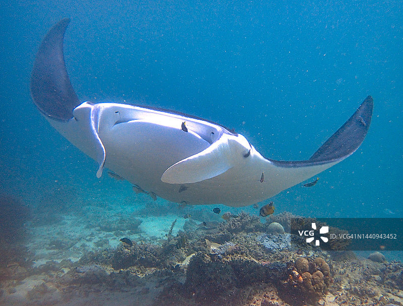 游动的蝠鲼图片素材