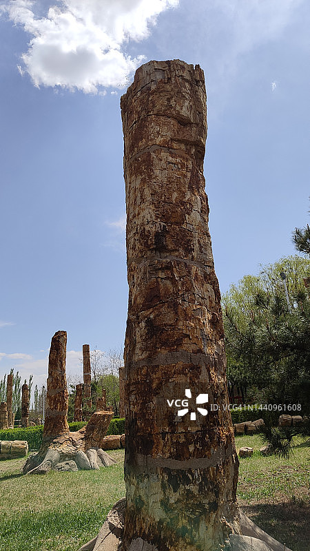 朝阳鸟化石国家地质公园的树化石树干化石图片素材